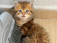 Tatlı Golden British Shorthair Yavrular