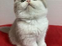 British Longhair Bicolor Kedimiz