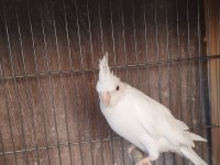 Sultan Papağanı Ev Üretimi