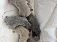 Dünyalar Güzeli French Bulldog Yavrularımız