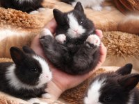 Cüce Tavşan Yavruları (Küçük Irk)