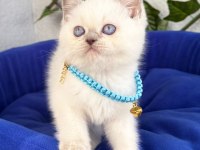 Cana yakın ve uysal british shorthair yavrumuz teslime hazır