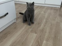 Safkan British Shorthair Yavru Kedimiz