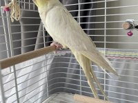 Dişi lutino sultan papağanı kafesiyle beraber