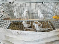 Albino Sultan Papağanları