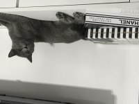 Kedimiz Duman’a Kalıcı Yuva Arıyoruz