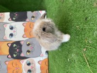 Hollanda Teddy Lop Tavşanlar