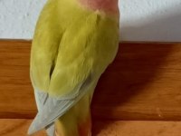 Dişi Sevda Papağanımız Yeni Sahibini Arıyor