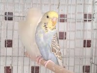 Uygun Eşe Hazır Verimli Damızlık Erkek Ve Dişi Kuşlar