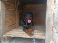 Hastasına Uyumlu Rottweiler Acill