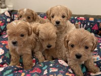 Ev Doğumlu Teacup Maltipoo Yavrular