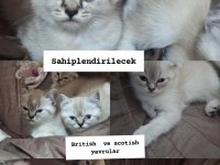 British shorthair blue point