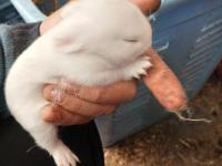 Cüce Tavşan Üreticiden