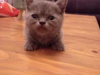 British Shorthair Blue Point