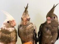 Yavru Sultan Papağanları Full Evcil Yeme Düşmüş Wf White