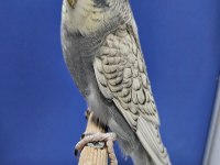 Yeni Yeme Düşen Spungle Jumbo Muhabbet Kuşu Yavrular