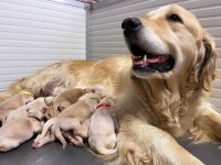 Irk ve sağlık garantili baby face golden retriever