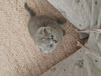 1.5 Aylık Dişi Ve Erkek Kediler