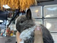 A kalite tavşan yavruları