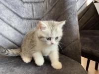 Sahibinden Yavru Chinchilla Yavrusu