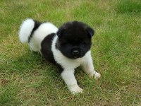 Amerikan Akita Yavru Köpekler