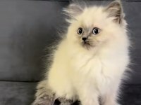 2 aylık blue point british longhair