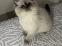 Panda surat blue point british shorthair