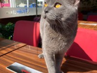1 Yaşında Erkek Bal Göz British Shorthair