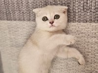 Scottish fold yavru kedimiz
