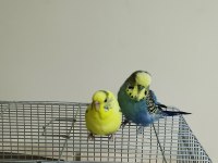 Sağlıklı çift muhabbet kuşu