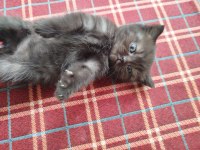 British Shorthair Yavru Kedimiz