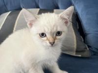 Ücretli sahiplendirme kedimiz