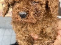 Toy Poodle Minik Kalplerin Büyük Neşesi!