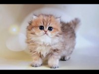 Yumuşak Tüylü Black Golden British Longhair