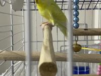 Lutino Muhabbet Kuşu (Kafesle Birlikte)