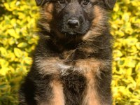 Alman Çoban Köpeği Yavrularımız