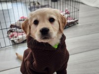 Irk garantili golden retriever yavru - tüm eşyalarıyla teslim