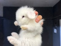 Hollanda Lop Cüce Ve Mini Lop Tavşanları