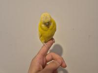 Full Evcil Mükemmel Muhabbet Kuşu