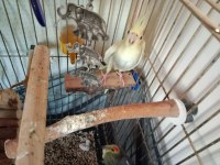 Çift Sultan Papağanlar