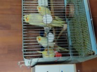 Sultan Papağanı Yavru