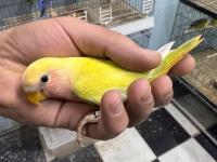 Bebek Oyun Hamuru Sevda Papağanı
