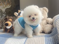 Ayı surat pomeranian boo yavrular