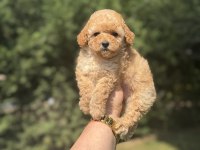 Bebek Suratlı Toy Poodle Bebekler