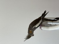 Sultan Papağanı Sahiplendirilecek