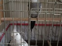 Wifi Çift Sultan + Yem + Ekipman