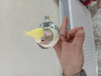 Konuşan Ele Kola Alışkın Sultan Papağanı Erkek