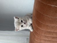 Güzel Kediler Yeni Yuvalarını Bekliyor