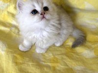 Orjinal Longhair Silver Point Ns 1133 British Longhair