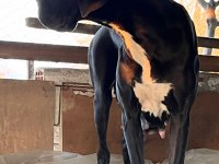 Üst Düzey Danua Yavruları